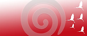 Header Background Birds Eurasian Spoonbills on Red  Background
