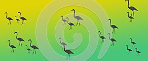 Header Background Birds  Flamingo Group Flock Silhouette