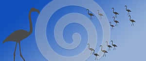 Header Background Birds Flamingo Group Flock Silhouette with Isolated Flamingo