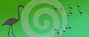 Header Background Birds Flamingo Group Flock Silhouette with Isolated Flamingo