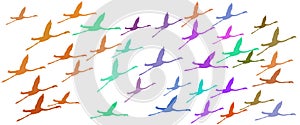 Header Background Birds Greater Flamingo Flock