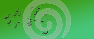 Header Background Birds Greater Flamingo Flock at Side