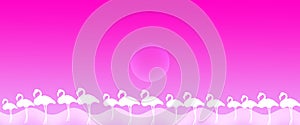 Header Background Birds Greater Flamingo Flock with Sun