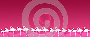 Header Background Birds Greater Flamingo Flock with Sun