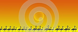 Header Background Birds Greater Flamingo Flock with Sun