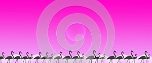 Header Background Birds Greater Flamingo Flock with Sun