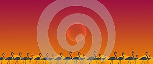 Header Background Birds Greater Flamingo Flock with Sun