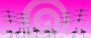 Header Background Birds Greater Flamingo Flock with Sun