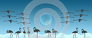 Header Background Birds Greater Flamingo Flock with Sun