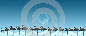 Header Background Birds Greater Flamingo Flock with Sun