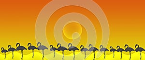 Header Background Birds Greater Flamingo Flock with Sun