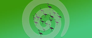 Header Background Birds Greater Flamingo Flock with Sun