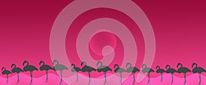 Header Background Birds Greater Flamingo Flock with Sun