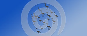 Header Background Birds Greater Flamingo Flock with Sun