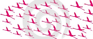 Header Background Birds Greater Flamingo Flying