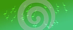 Header Background Green Gradient  Flamingo Birds Pattern