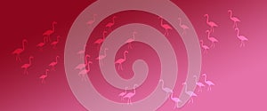 Header Background Magenta Gradient  Flamingo Birds Pattern