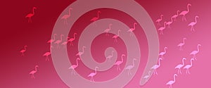 Header Background Magenta Gradient  Flamingo Birds Pattern