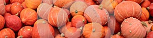 Header with a lots of hokkaido pumpkins, Red kuri squash background photo
