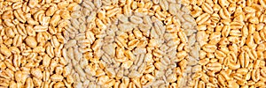 Header, puffed wheat grain background, breakfast cereal