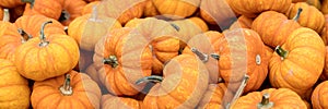 Header, Pumpkin or squash background, orange Cucurbita pepo