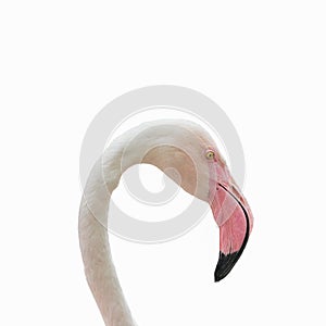 Headers bird Flamingo on white.