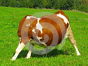 Headless cow