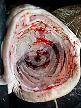 Headless fish photo