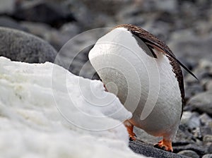 Headless Gentoo Penguin