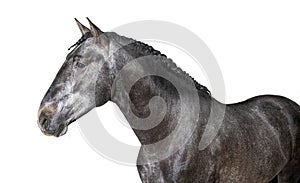 Headn shot of a profile Lusitano, Portuguese horse photo