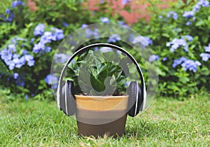 Headphones cover on Cobra Bird`s nest fern Asplenium nidus plant pot on green grass in the garden with purple flowers backgroun