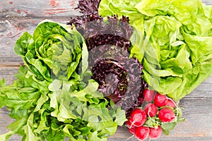 Heads of assorted fresh lettuce with radishes