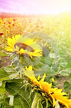 Heads of beautiful blooming sunflowers in the morning sun