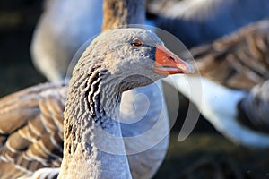 Heads of beautiful gray geese with beaks, perigord geese on a traditional farm goose, spring, Summer