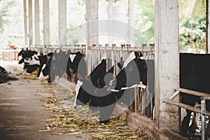 Heads of black and white holstein cows feeding on grass in stable