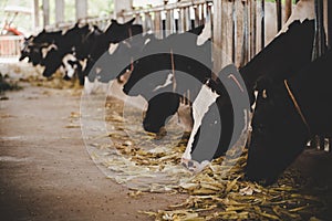 Heads of black and white holstein cows feeding on grass in stable