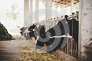 Heads of black and white holstein cows feeding on grass in stable