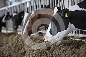 Heads of black and white holstein cows feeding in stable in the