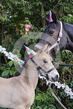 The heads of a brown mare and a yellow foal with party hats and guirlandes in the trees. Background for greeting card,