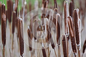 Heads of Bulrushes