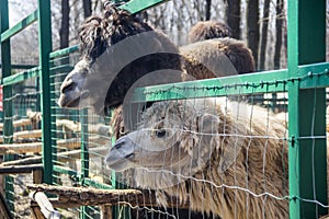 A heads of camels camelus bactrianus