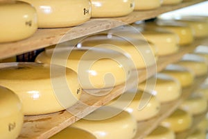 Heads of cheese on wooden shelves in a private dairy