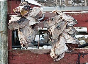 Heads of cod fish hanged for drying