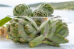 Heads flowers of fresh raw artichokes plants from artichoke plantation in Argolida, Greece ready to cook with lemon