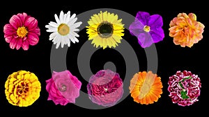 Heads of garden flowers rotate around their axis, isolated on a black background.