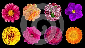Heads of garden flowers rotate around their axis, isolated on a black background.