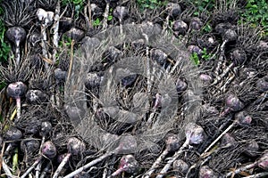 Heads of Garlic lat. ÃÂllium satÃÂ­vum, just pulled out of the ground, lie in the garden during the harvest