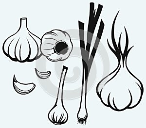 Testa da aglio 