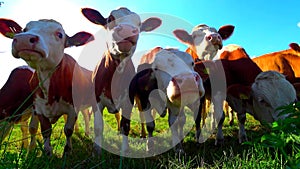 The  heads of a herd cows in a grassland