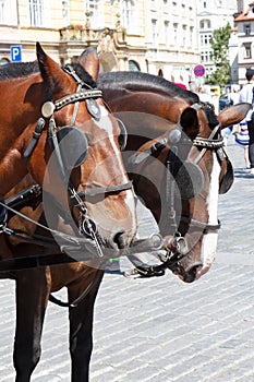 Heads of horses hitching up in Prague